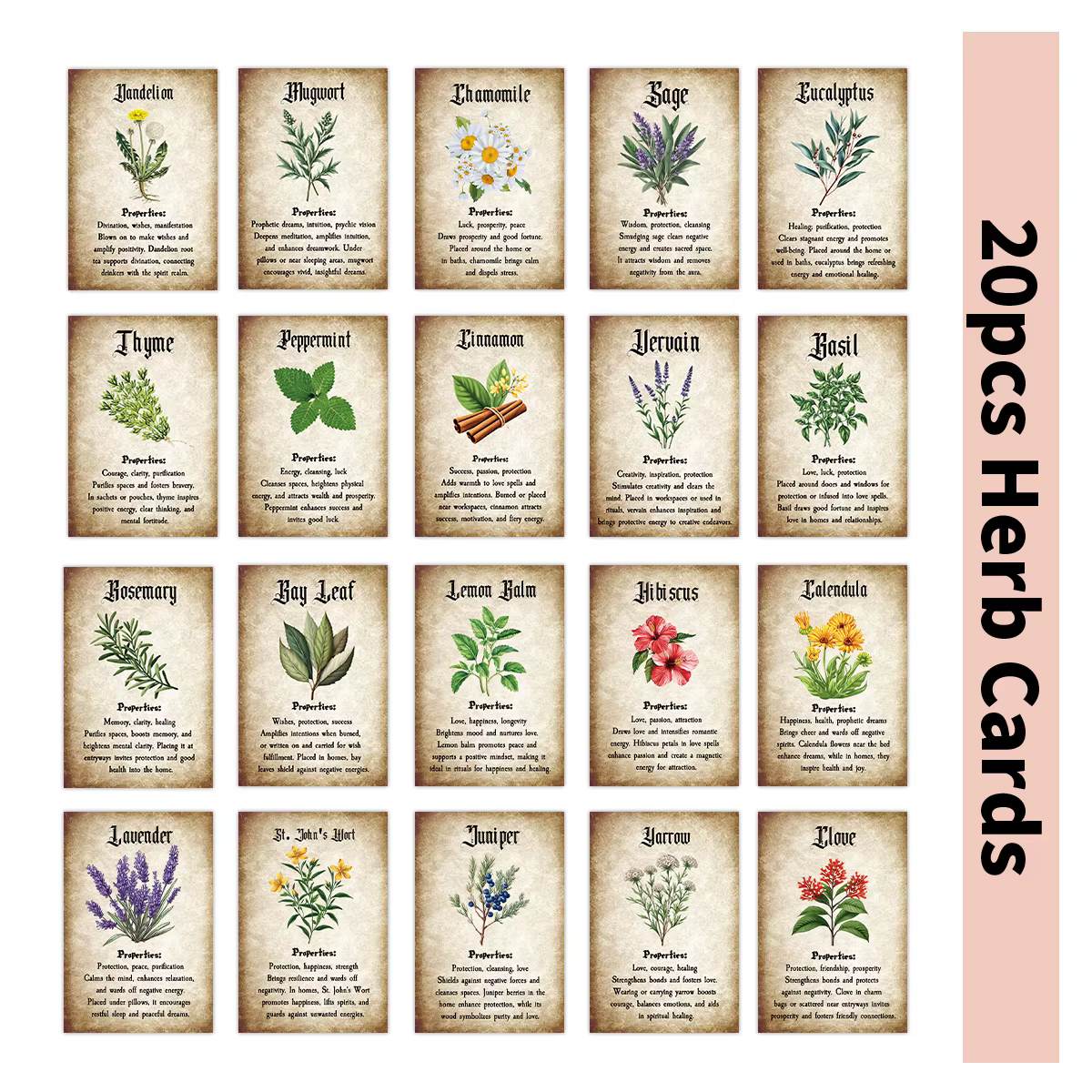 Cartes à base de plantes avec Illustrations botaniques, 20 pièces, infomation des herbes pour Journa