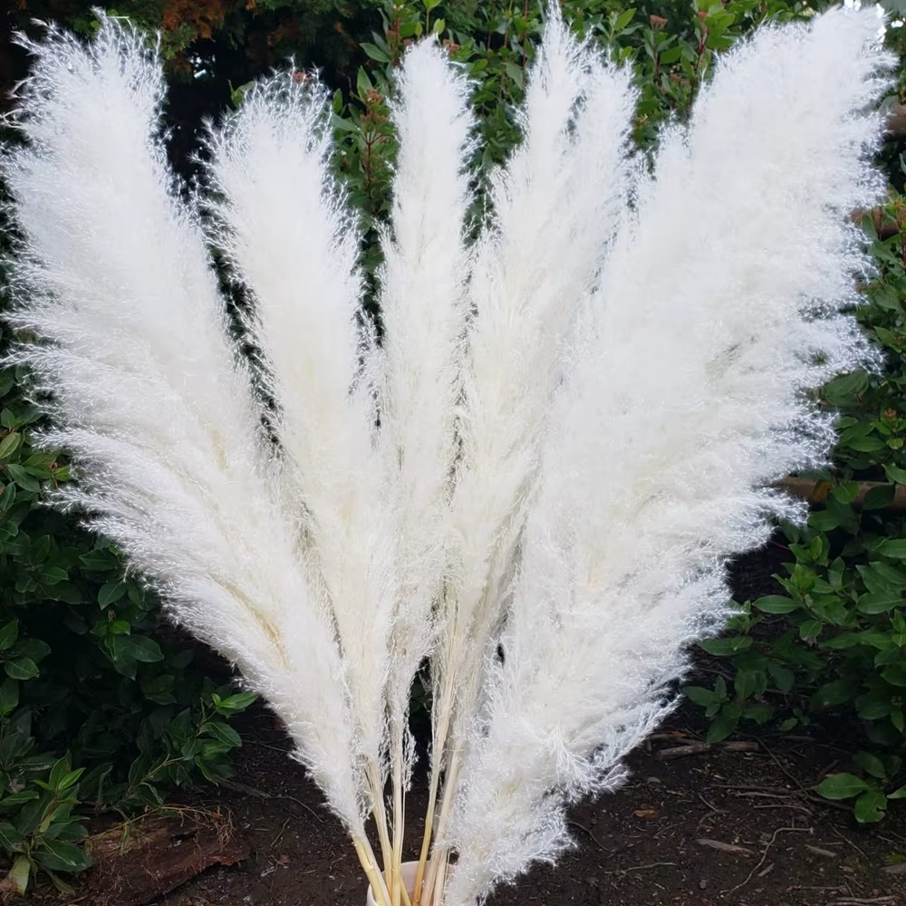 Grande herbe de Pampa moelleuse, décoration Boho pour la maison, pompons de mariage de campagne, déc