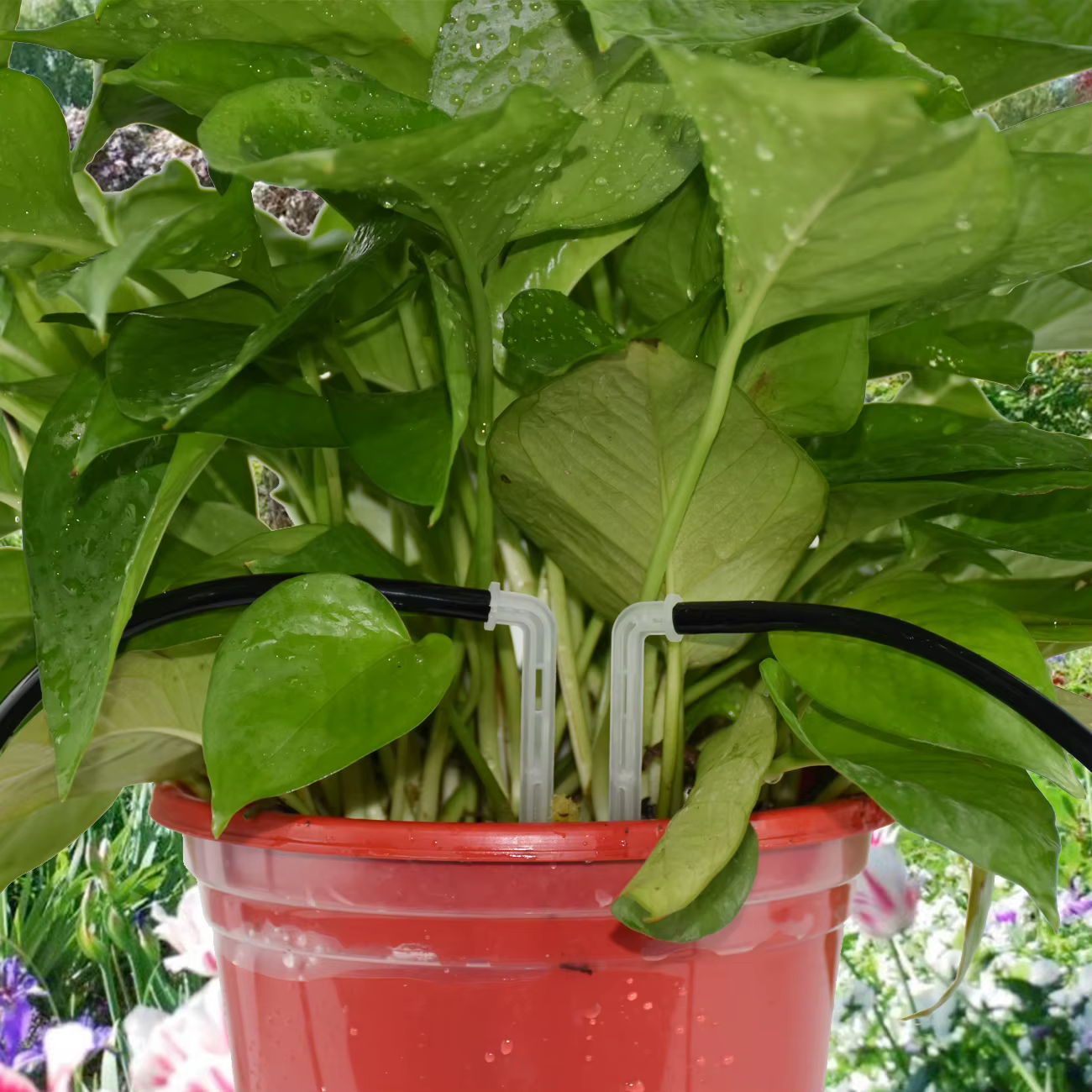 KESLA 50X flèche courbée transparente 1/4 ''4/7mm tuyau goutteur goutte à goutte émetteur économie d