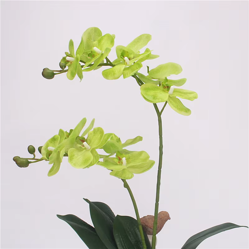 Fleur artificielle Phalaenopsis à 2 branches de 60 cm, orchidée au toucher réel avec feuilles, fleur
