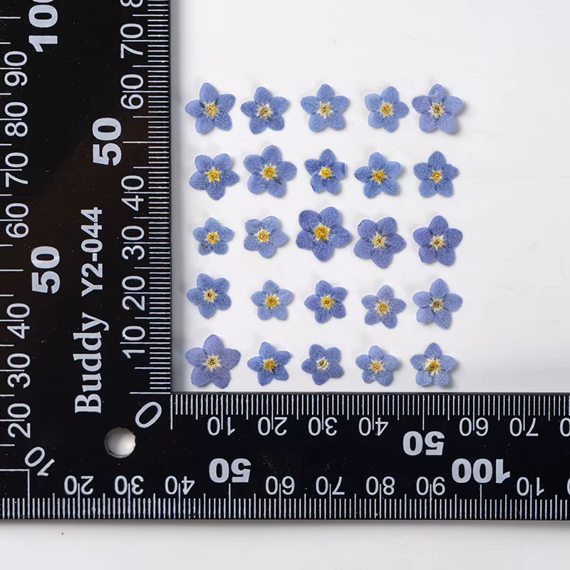 Myosotis sylvatica bleu pressé et séché, 120 pièces, pour pendentif en résine époxy, fabrication de 