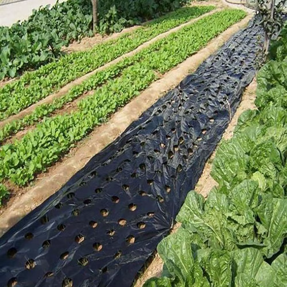 Paillis agricoles, trou pré-perforé, Film plastique, serre, contrôle des mauvaises herbes, Mylar, fr