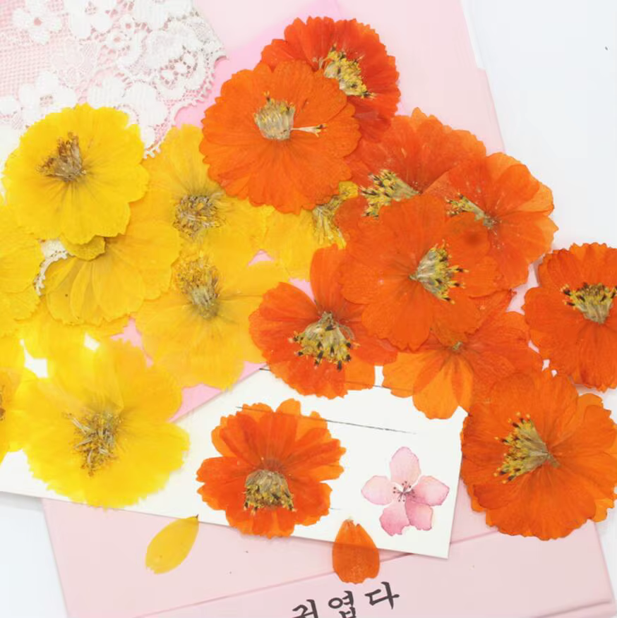 120 pièces de fleurs séchées pressées, Cosmos sulfureus av. Collier pendentif en résine époxy, pour 