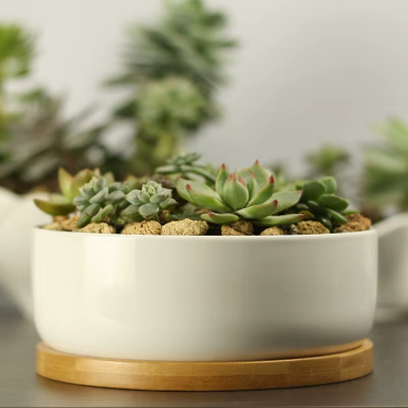 Pot de plante succulente en céramique, pot de fleur arrondi profond en porcelaine blanche avec escal