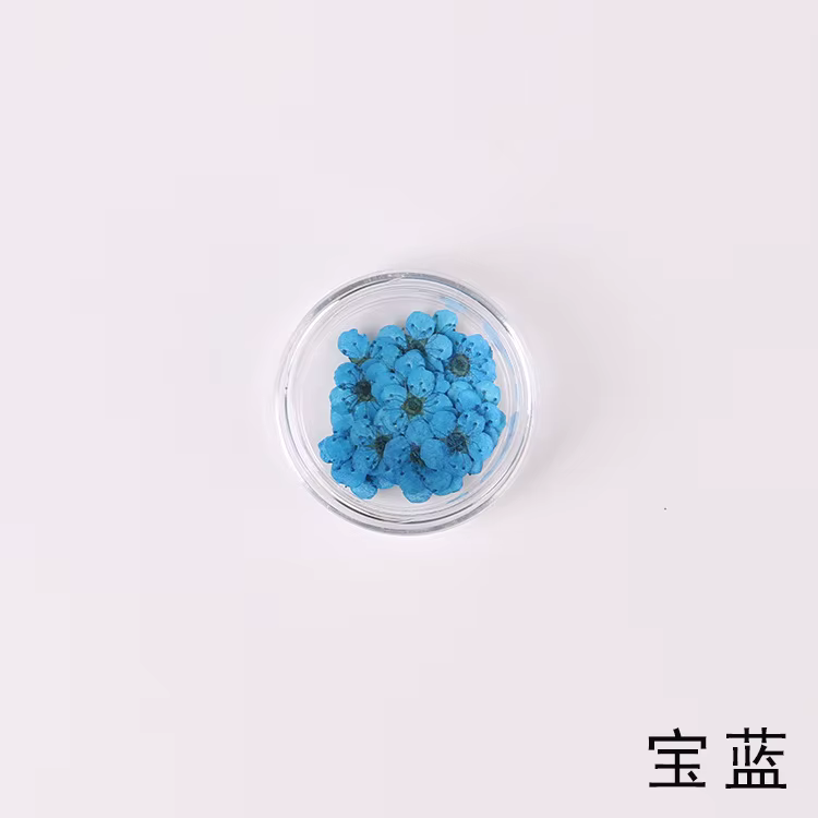 Fleur de prunier de narcisse séchée pressée, 100 pièces, avec boîte pour la fabrication de bijoux en