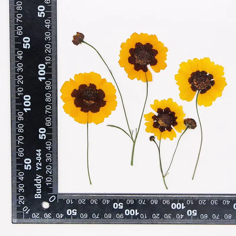 Têtes de fleurs de Tinctoria pressées dans la nature, véritable matériel végétal, décor d'invitation
