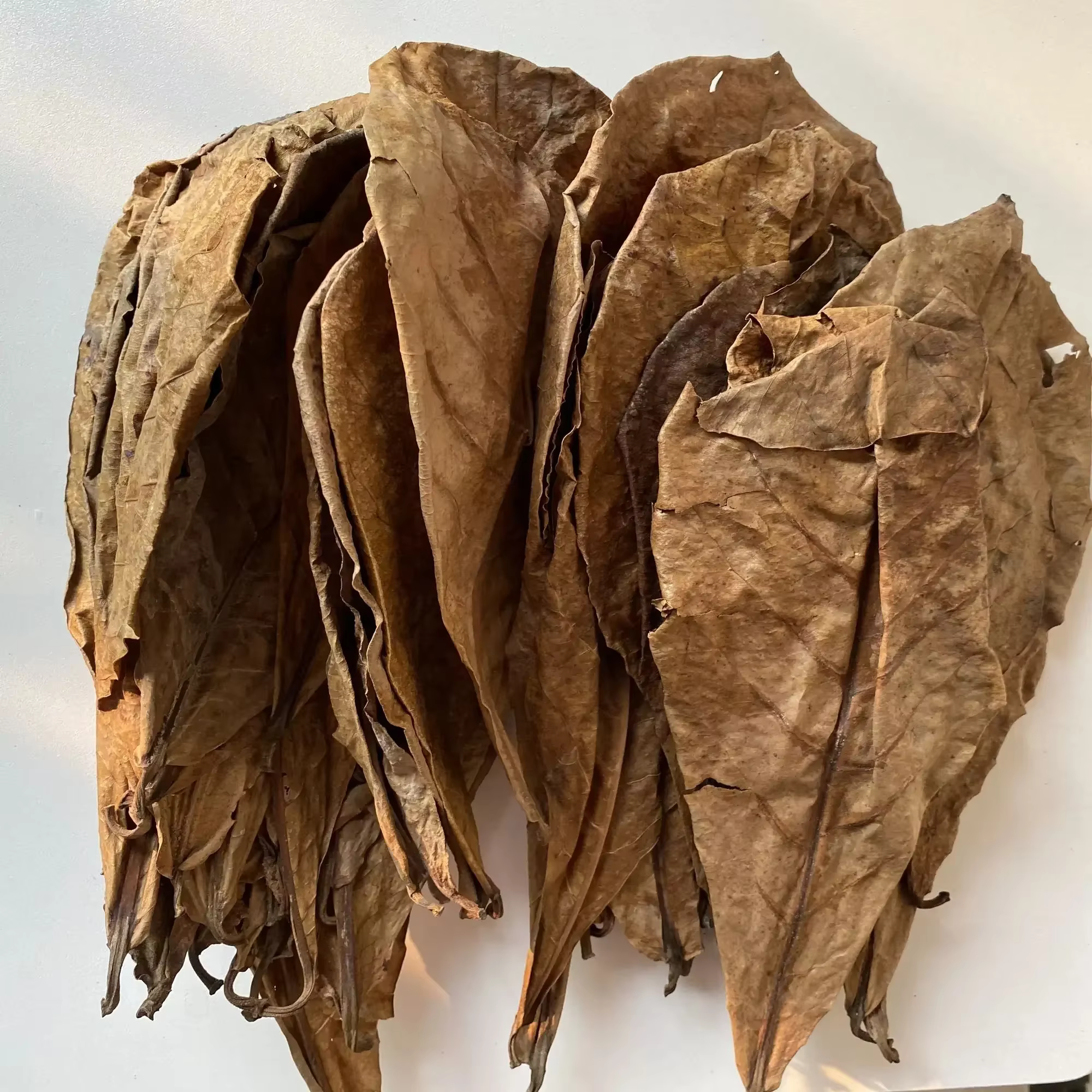 CatNordz-Feuilles Naturelles Politiquement pour la Décoration d'Aquarium, Livres Précieux, Outils de