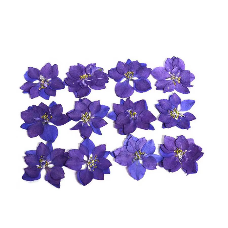 60X pressé séché naturel Consolida Ajacis fleurs plantes herbier pour bijoux coque de téléphone cadr