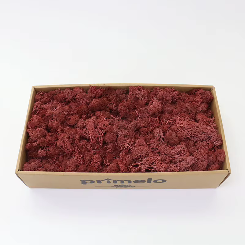 Nouveau 1000g plantes artificielles vie éternelle mousse/jardin décor à la maison mur bricolage fleu