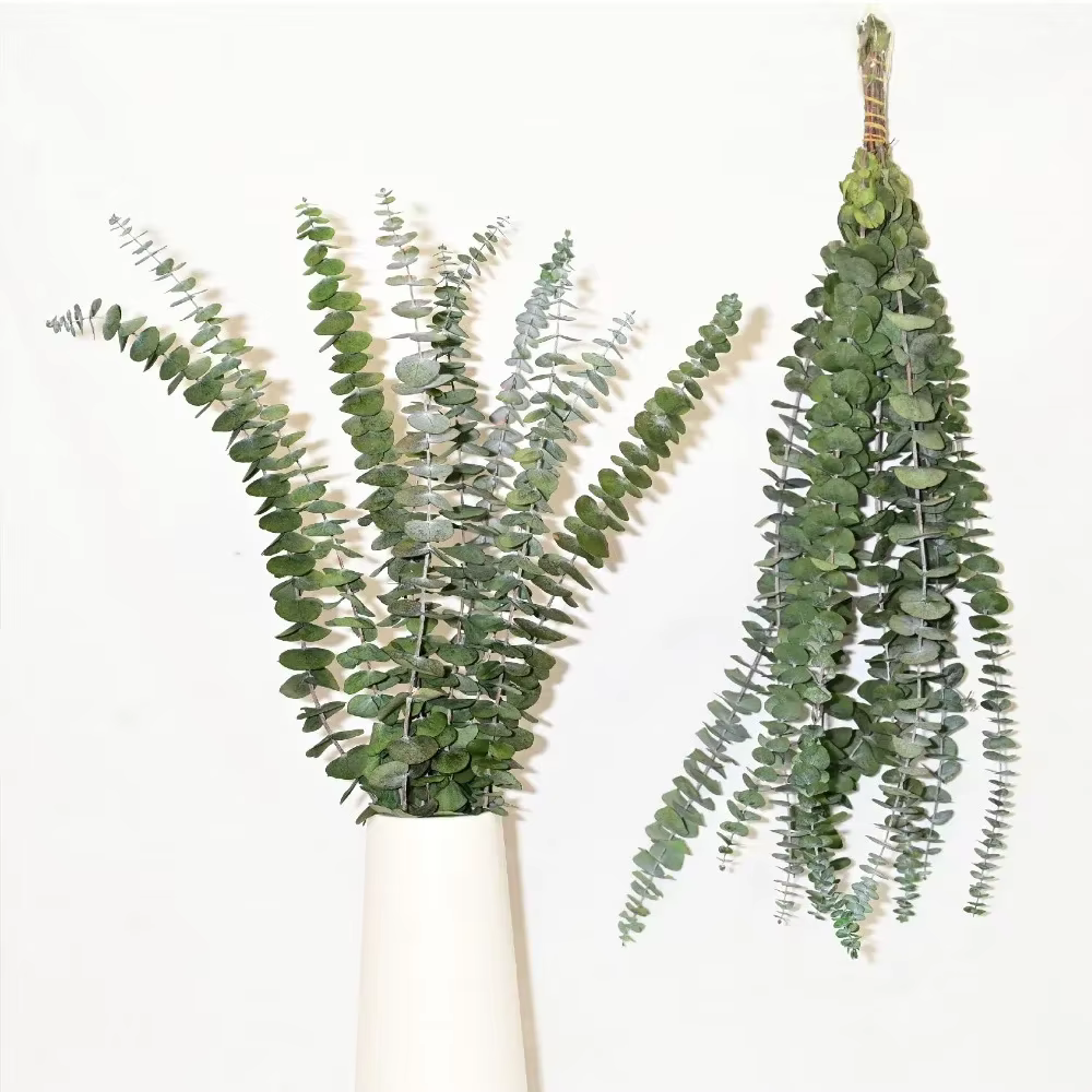 Tiges d'eucalyptus sèches pour la décoration intérieure, bouquet de douche, feuilles d'eucalyptus na