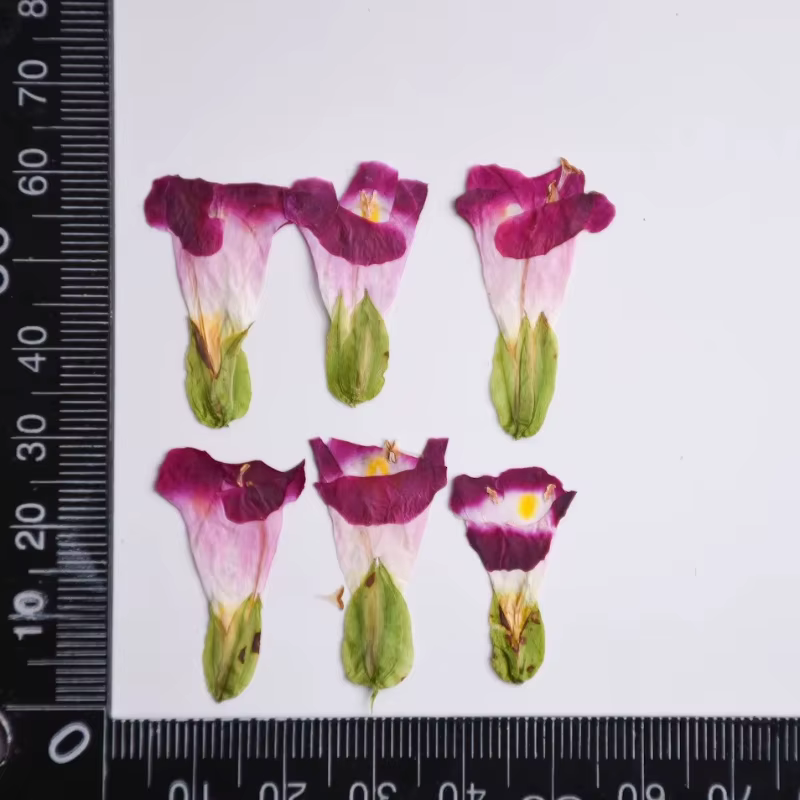 12 pièces, fleurs séchées naturelles de Torenia, kit de bricolage - pour coques de téléphone en rési