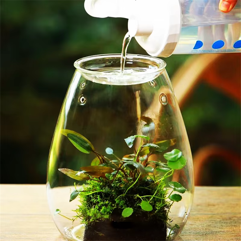 Micro bouteilles en verre de paysage avec couvercle, bouteille de mousse succulente verte fraîche, V