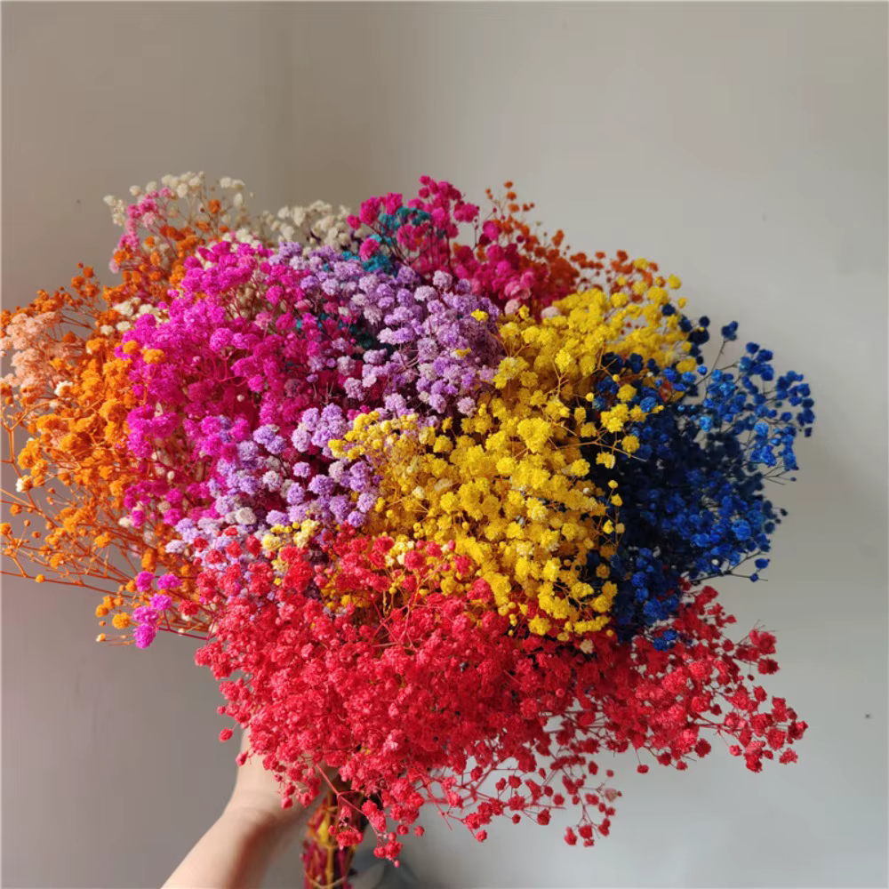 Fleurs séchées naturelles Gypsophila, Bouquet d'haleine de bébé conservée fraîche pour la décoration
