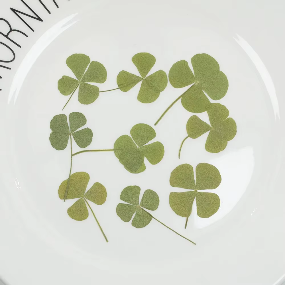 Trèfle à quatre feuilles pressé naturel, fleur séchée, pour pendentif en résine époxy, fabrication d