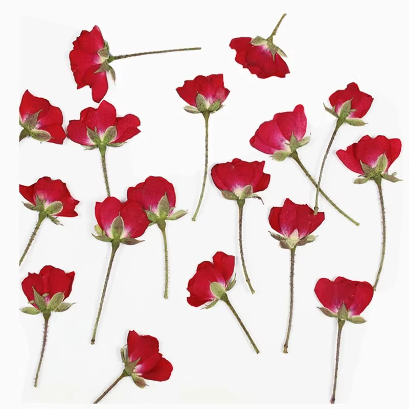 Branches de fleurs de Roses séchées pressées naturelles, petites Mini roses sèches pour bricolage de