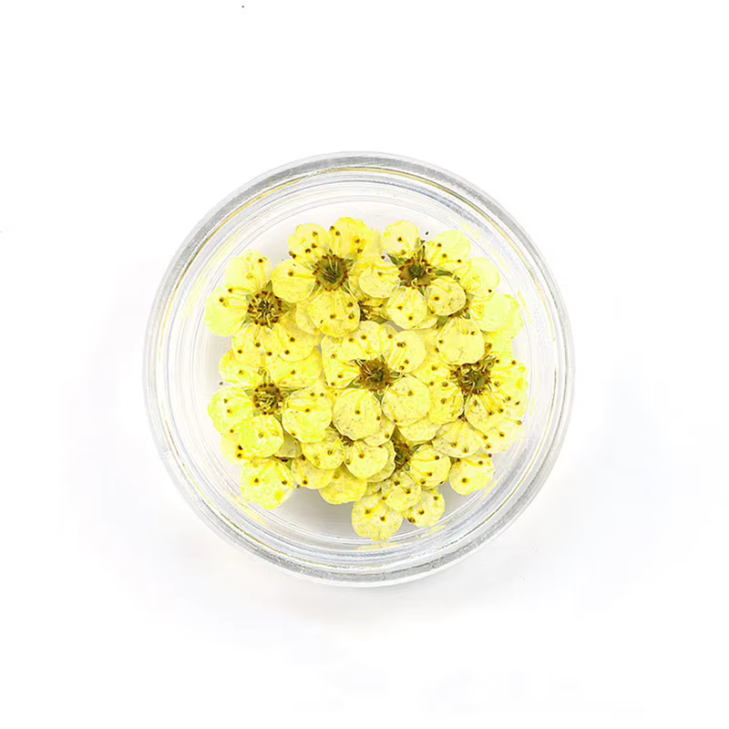 Nouveau 20 pièces/boîte pressé séché narcisse fleur de prunier pour résine époxy fabrication de bijo