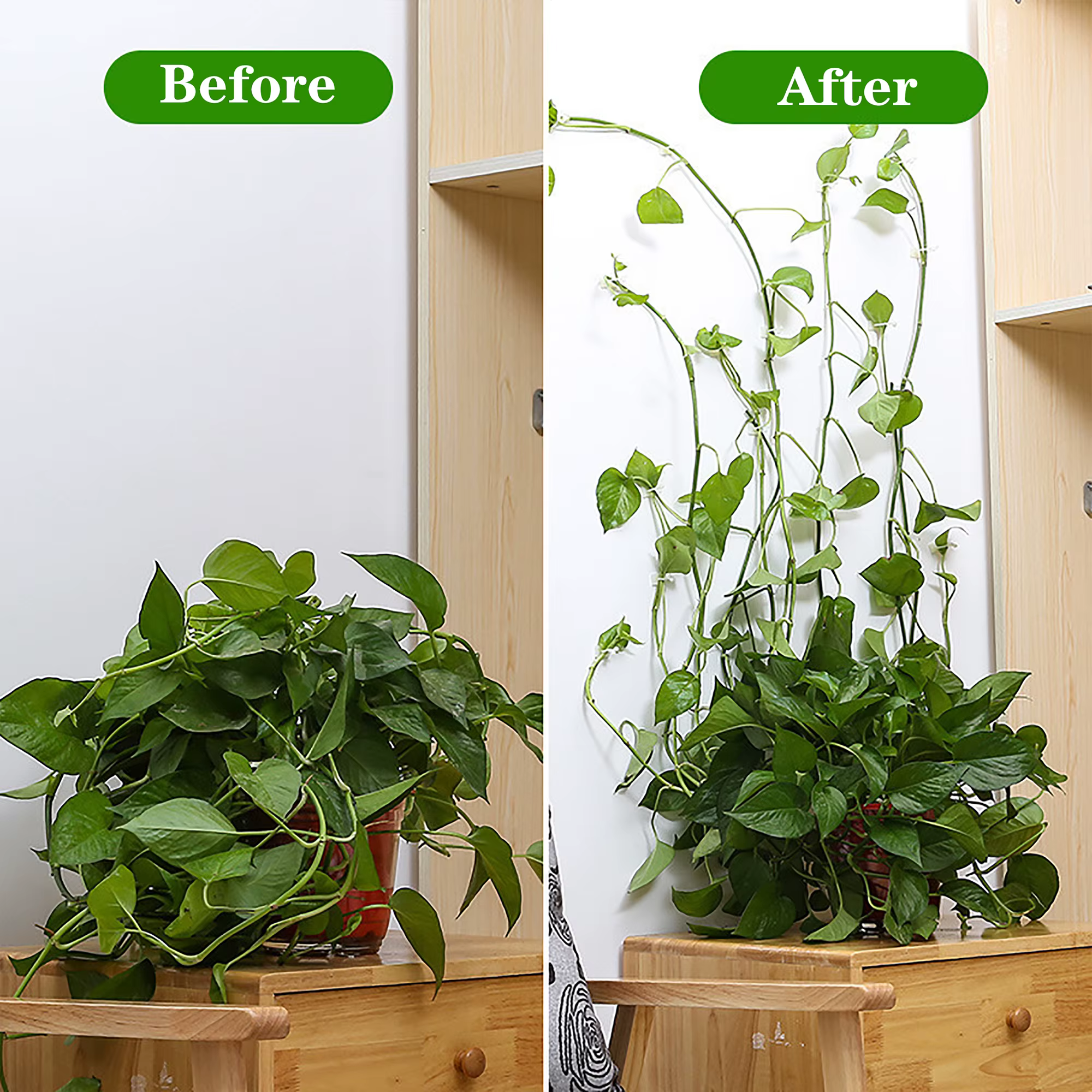 Fixation Auto-Adhésive Invisible pour Plantes Grimpantes, Support de Traction à réinitialisation, Ro
