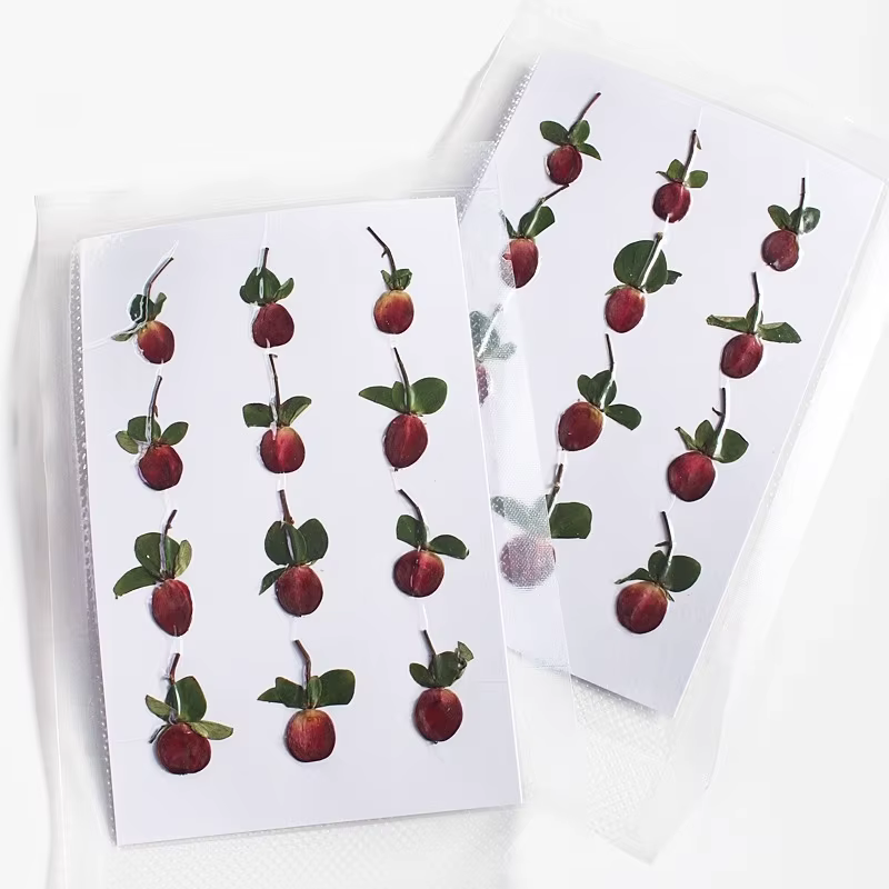 Nouvelle branche Premium couleur originale pressée perle de Dragon de feu fleurs séchées cadre Photo