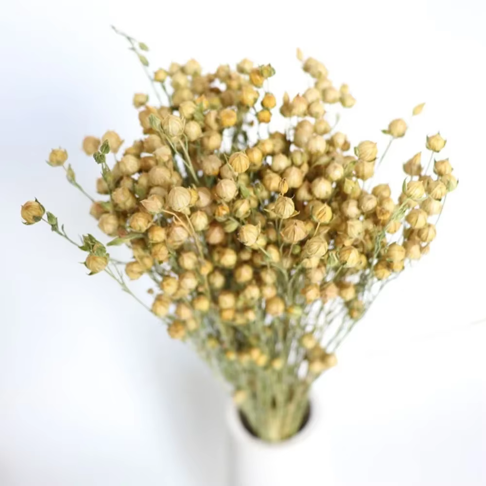 Bouquet de fleurs de haricots d'acacia séchés naturels, décoration de mariage, plantes artificielles