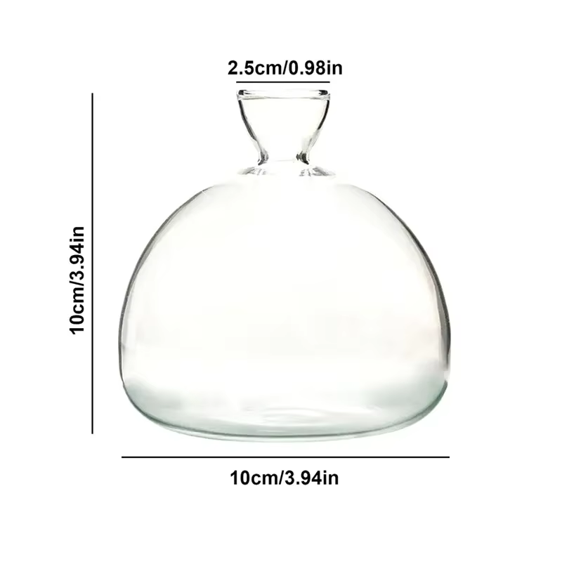 Kit de culture de graines d'avocat transparent – Vase en verre pour démarreurs de plantes, parfait p