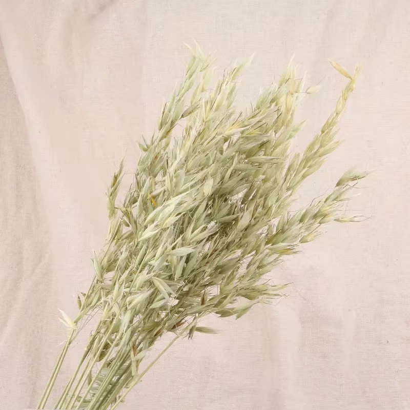 Bouquet de fleurs séchées de blé naturel, 30 pièces, véritable plante en rotin, avoine, style Boho,