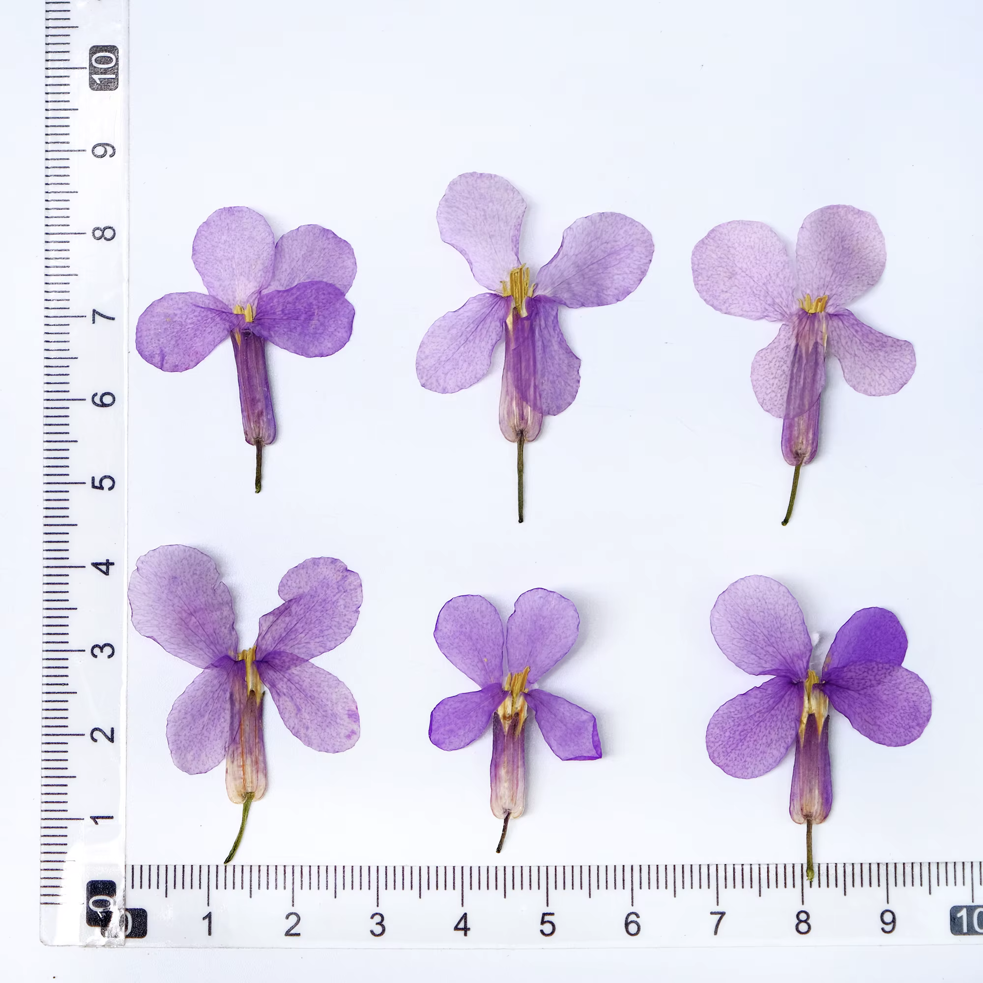 12 pièces, fleurs séchées pressées d'orchidées de février-spécimens de fleurs violettes pour signets