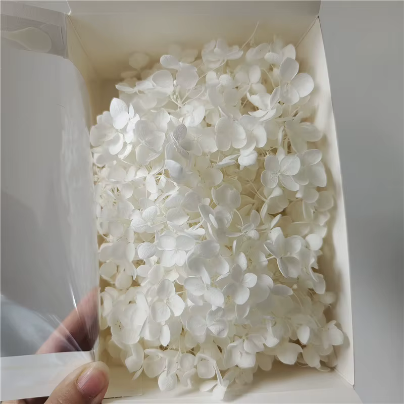 20g Grade Aeonium Anna hortensia Nature fleurs fraîches en-tête fleur bricolage saint valentin vraim