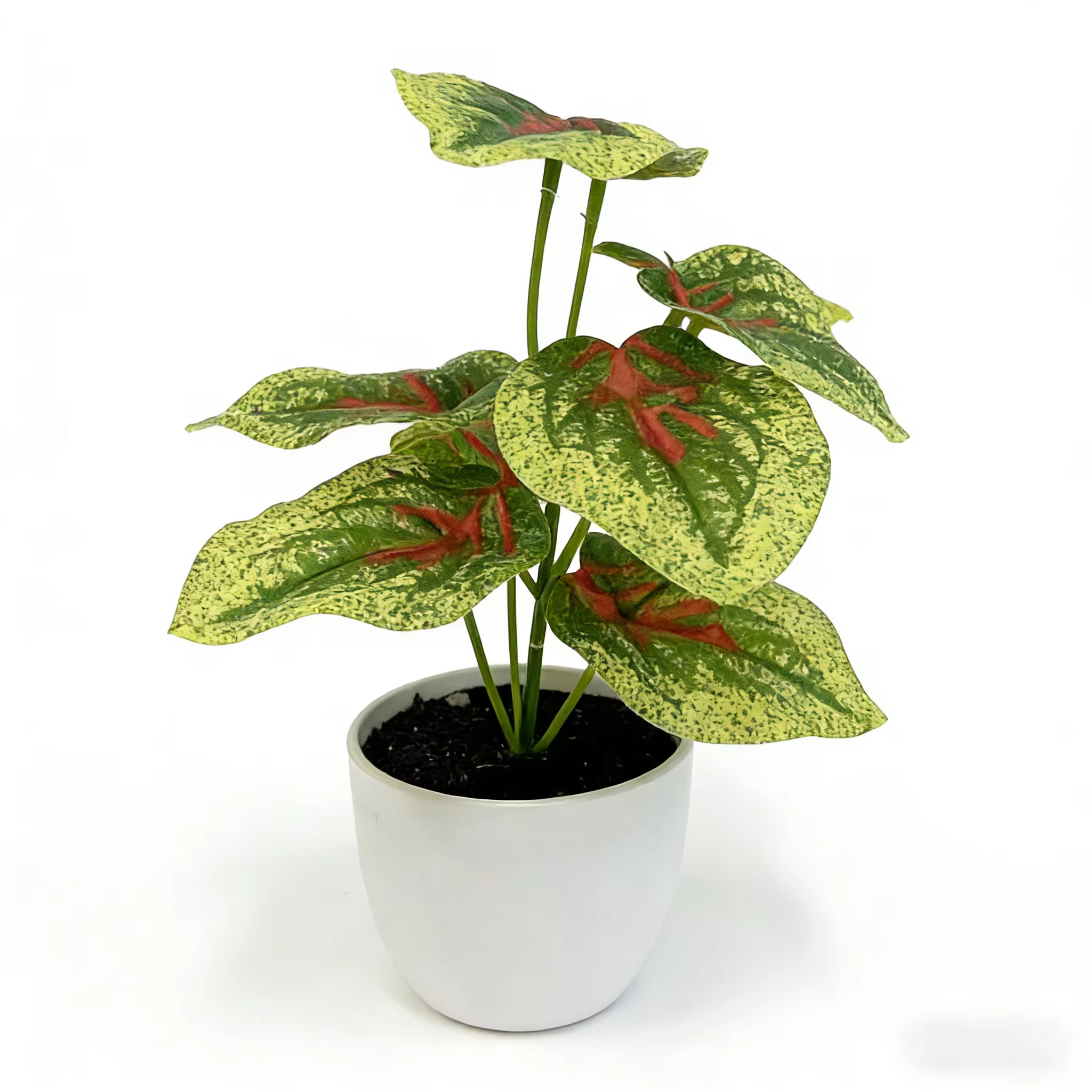 Caladium artificiel marbré rouge de 20 cm (7,9 pouces), petite plante en pot, idéal pour café, chamb