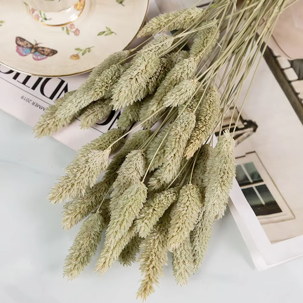 50 pièces fleurs séchées naturelles gemme herbe Phalaris plante maison salon décoration préservée bi