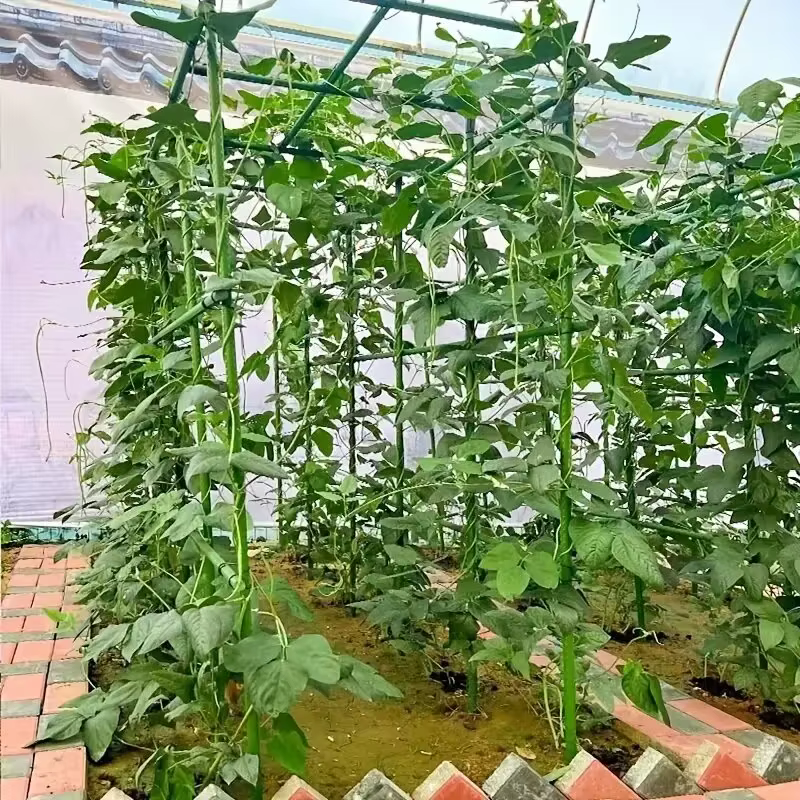 Paquet de 20 piquets de Support pour plantes polyvalents «robuste croissance», treillis de légumes e