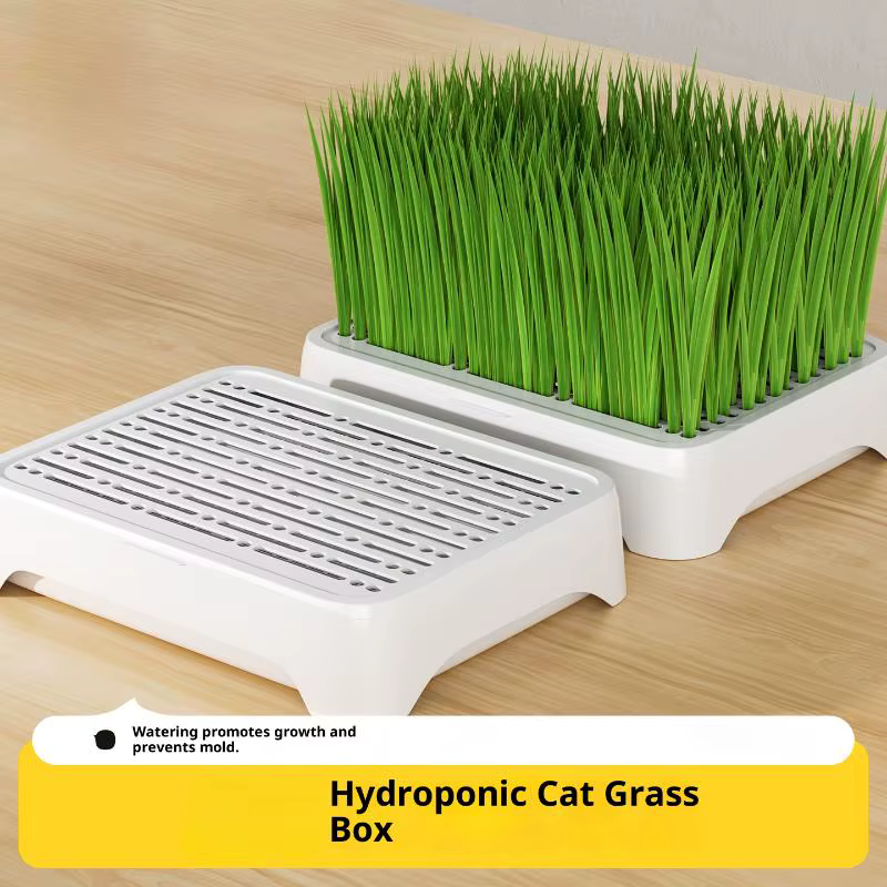 Pot de culture hydroponique pour semis de herbe à chat, dispositif de culture horticole, bassin de c