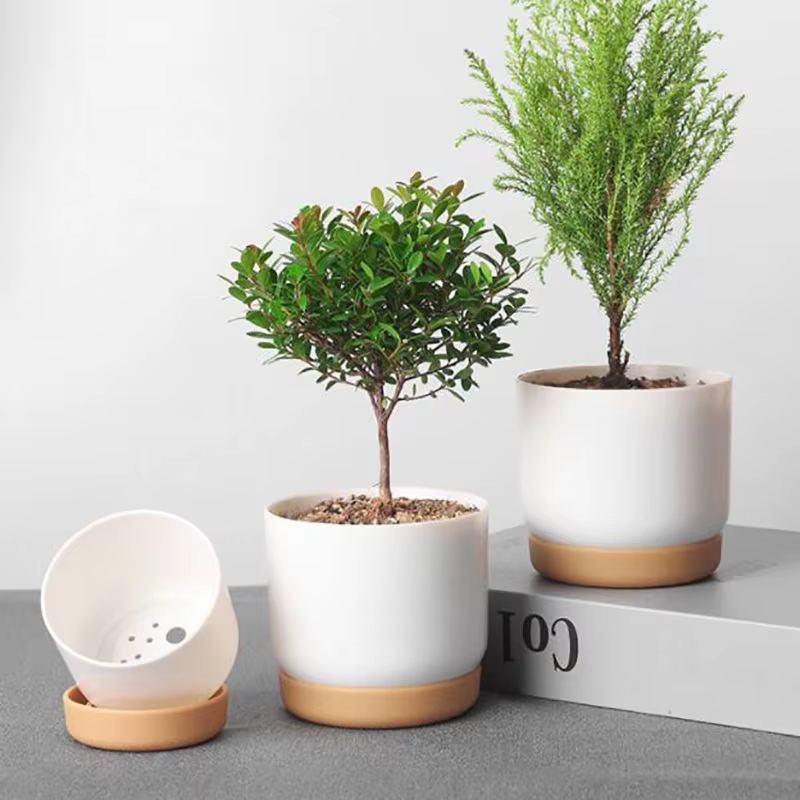 Petit pot de plantes vertes succulentes, double couche, aneth