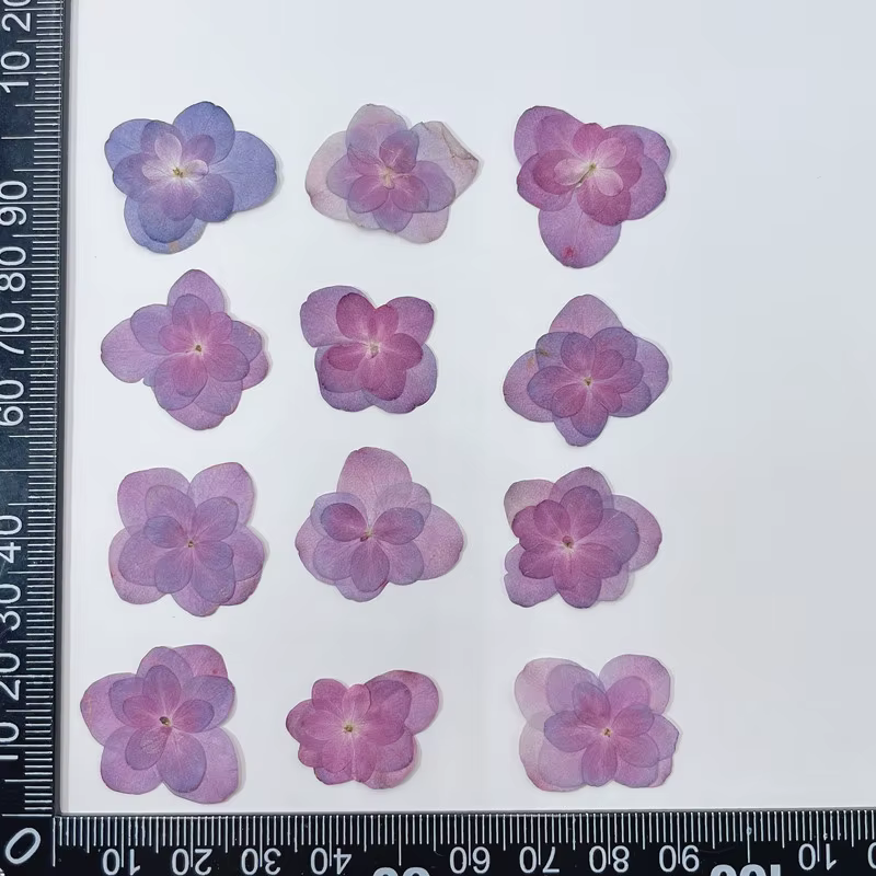 2-4cm/12 pièces, Fleurs d'hortensia pressées à double pétales, fleurs séchées pour DIY, colle goutte