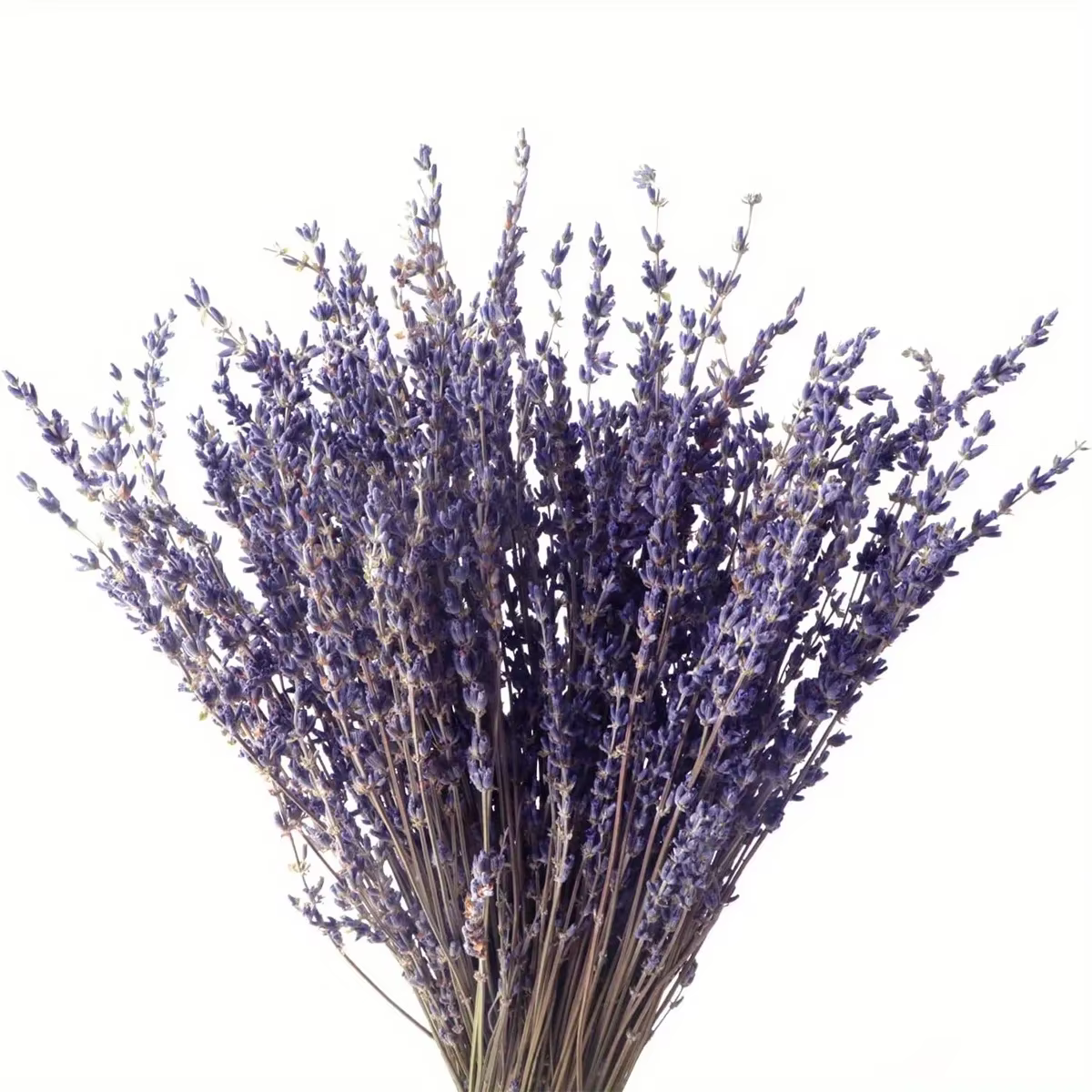 Bouquets de fleurs de µséchées naturelles, fleurs artificielles, décoration pour la maison, le burea