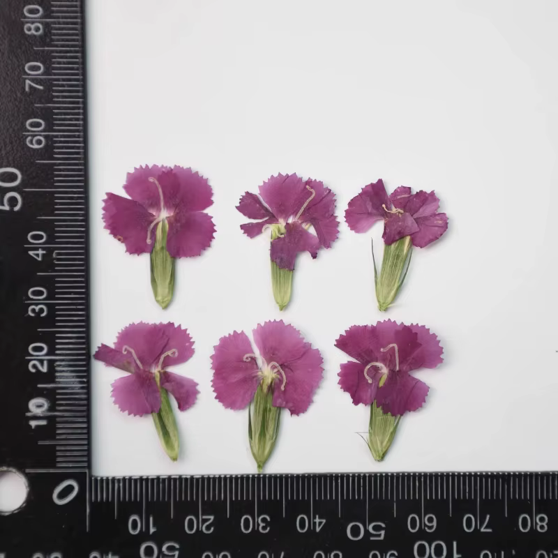 24 pièces/2-3CM, œillet naturel fleur séchée en relief acacia prune vraie fleur cadre Photo décorati