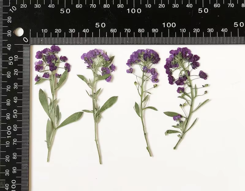 PMurcia-Fleur de Maritima séchée, 60 pièces, 6-8cm, plante, herbier pour bijoux, carte postale, cart