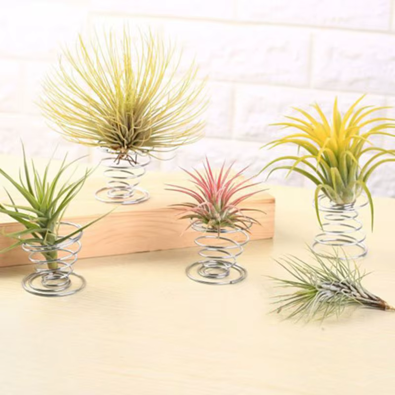 Conteneur de plantes à air pour affichage de fraises et d'andsia, support durable, large gamme d'uti