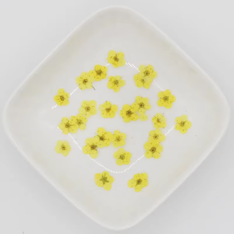Mini PMurcia vaccé Narcisse Jonquilla Fleur Plante, Herbier pour Élection, Bijoux en Résine Xy, Marq