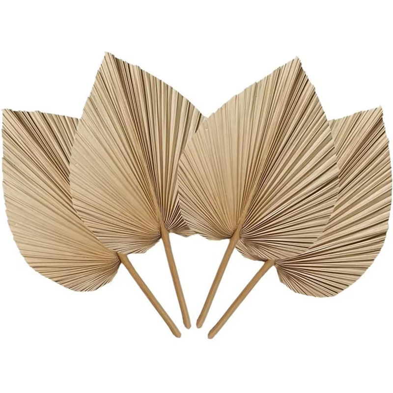Feuilles de palmier naturelles séchées, parfaites pour la décoration du cuir chevelu, la décoration