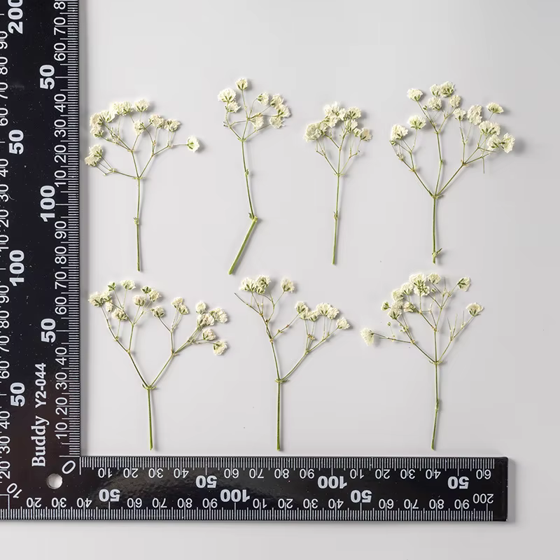 12 pièces, fleurs de gypsophile séchées et pressées teintées, matériel pour spécimens végétaux DIY,