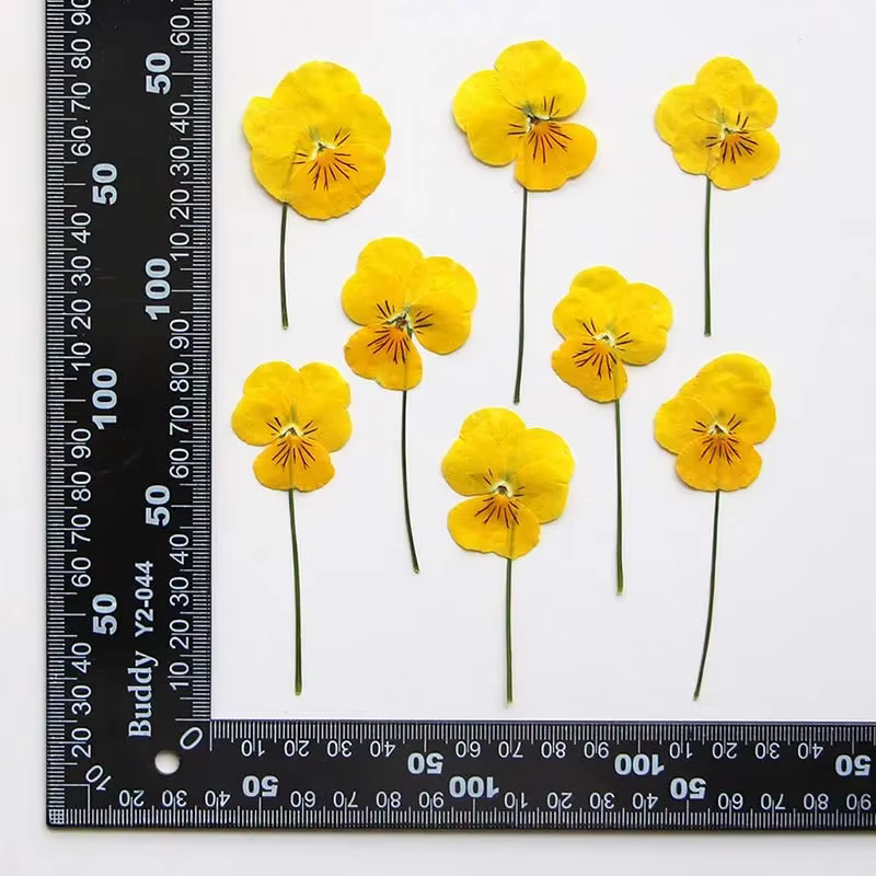 Véritables branches séchées naturelles PMurcia Viola Cornuta Fowers, fleur de presse à sec, jaune, a
