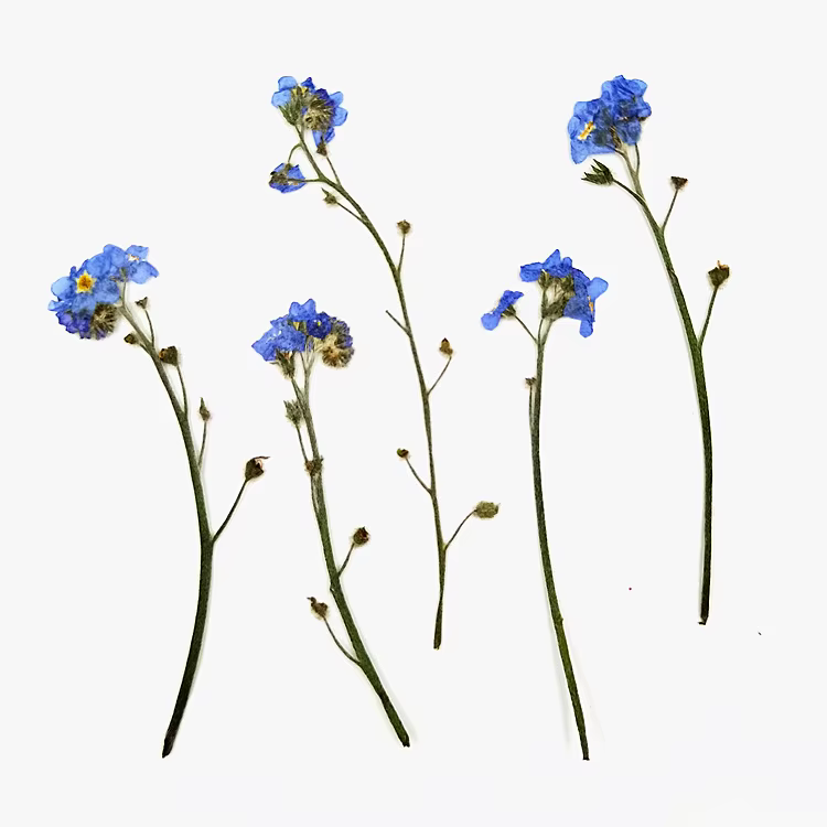 1 ensemble de fleurs de myosotis pressées, avec tige d'herbier pour le maquillage, bijoux, carte pos
