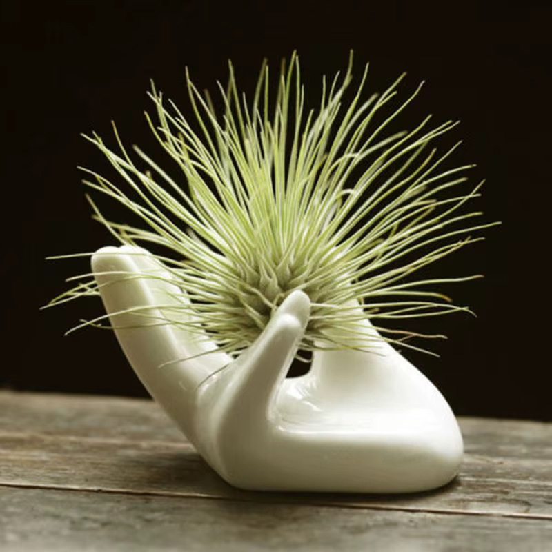 Plante à Air en céramique et porcelaine blanche, support Tillandsia, fleur, décor de bureau, décorat