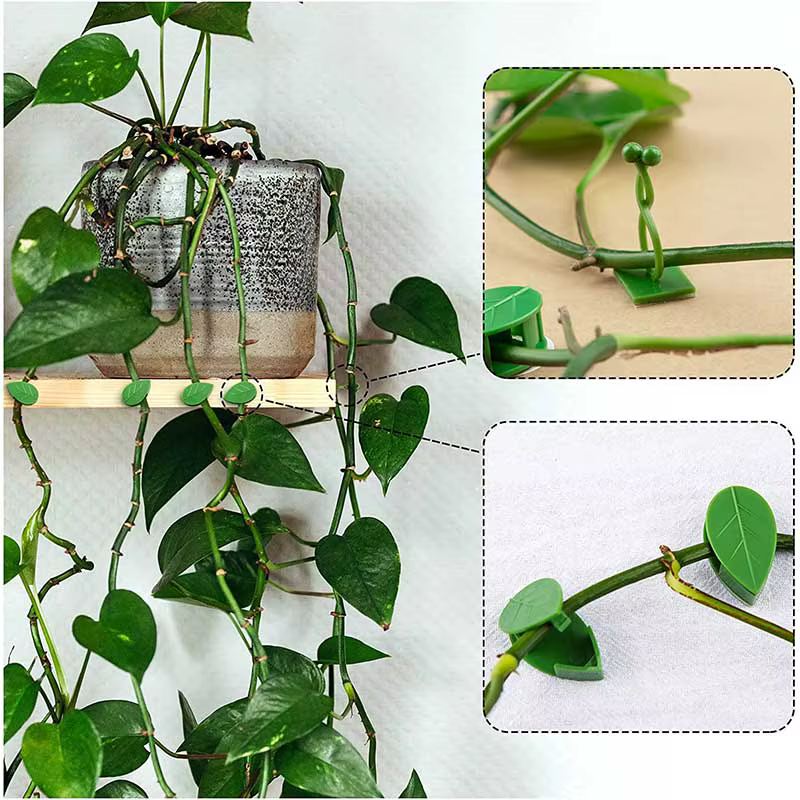 Clips de fixation murale pour plantes grimpantes, 10/30/50 pièces, fixateur de vigne en rotin, croch