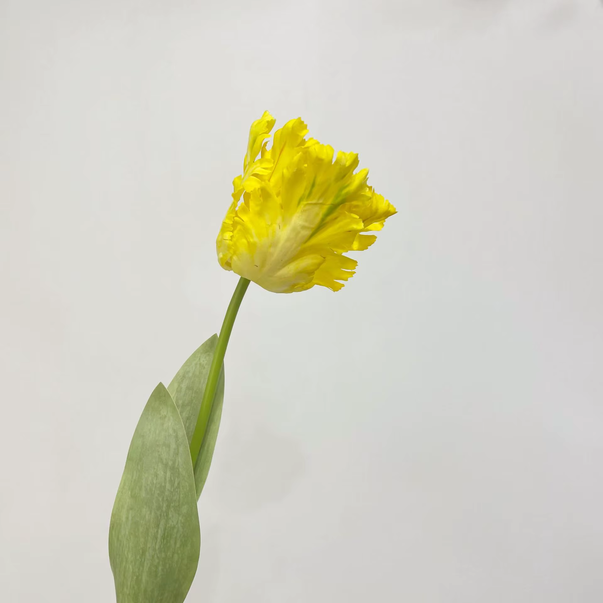 Branche de tulipe perroquet 3D de luxe, fleurs artificielles au toucher réel pour mariage, faux pati