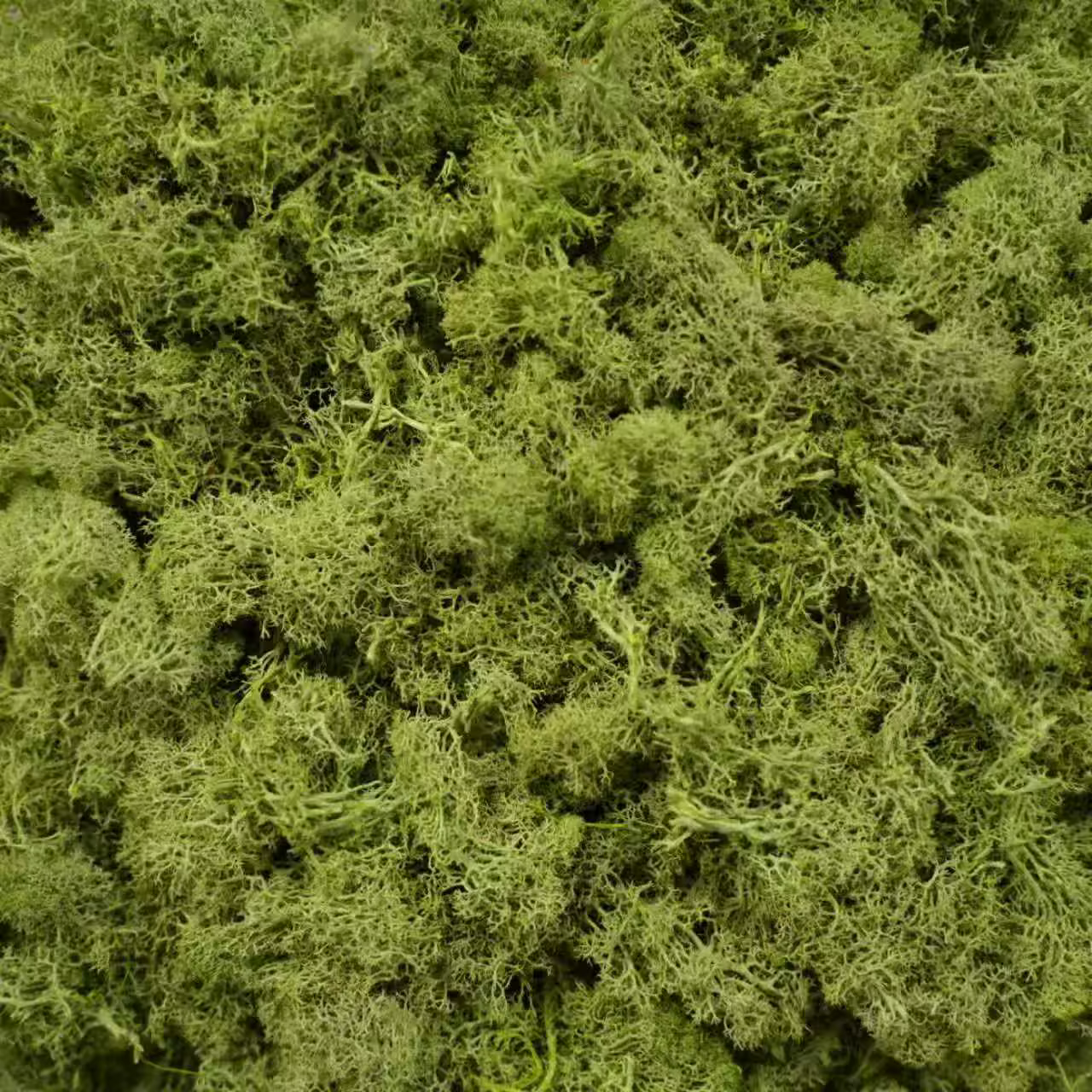 Plantes vertes artificielles, mousse de vie éternelle, artisanat de bricolage, décoration de jardin,