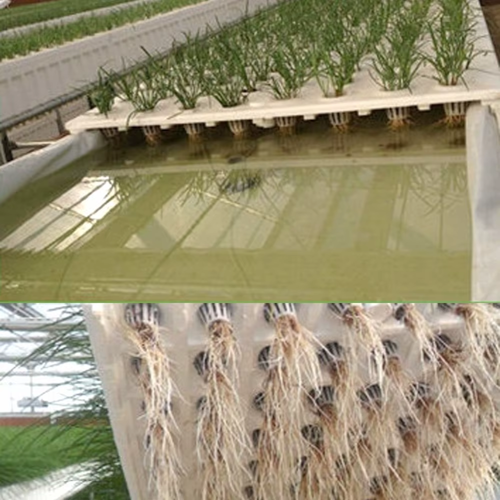 Gobelets en filet pour plantes et 50 cylindres, éponge pour culture hydroponique, orchidées, démarra