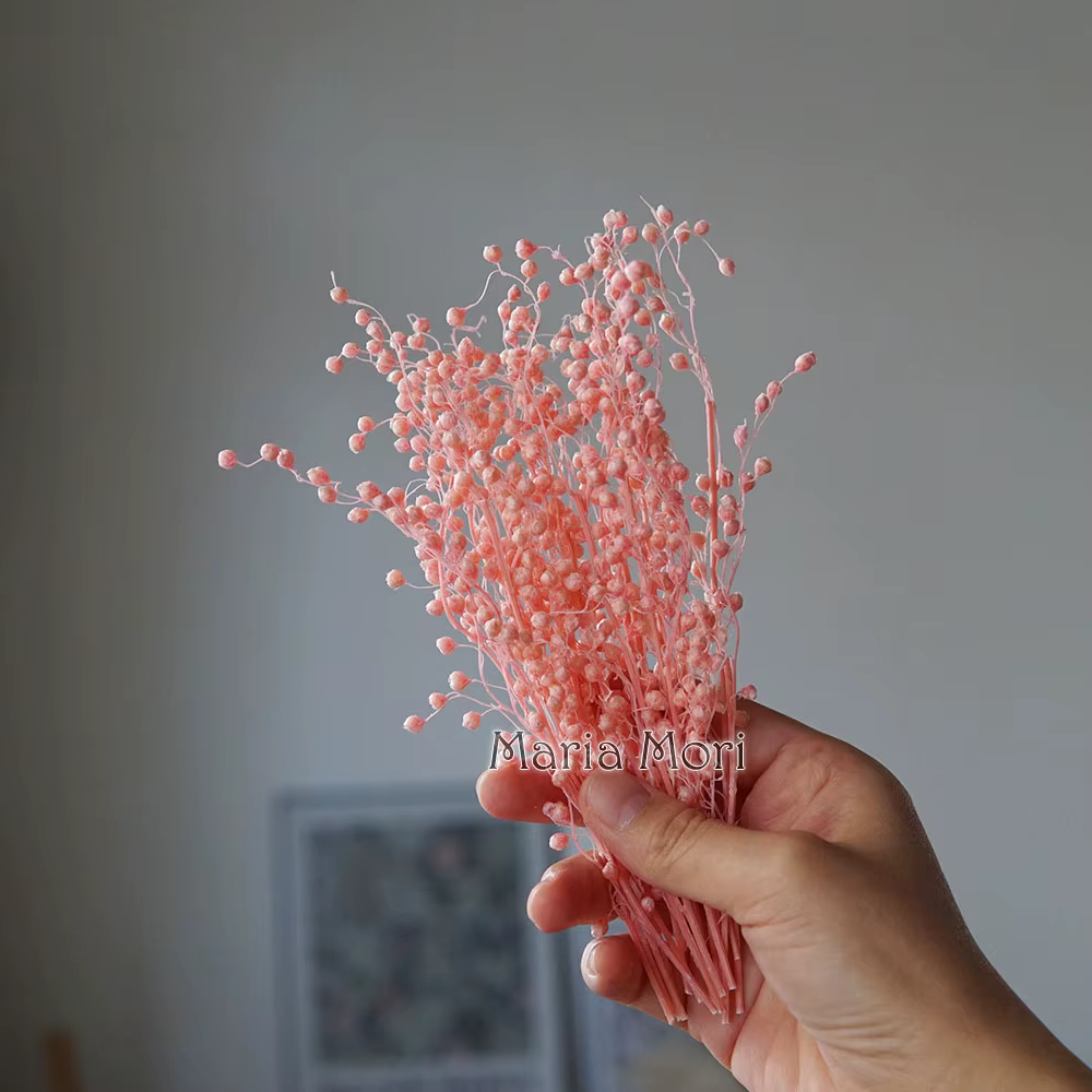 Fleurs séchées conservées, 10g/Mini haricots, pour la décoration de la maison, bricolage de fleurs p