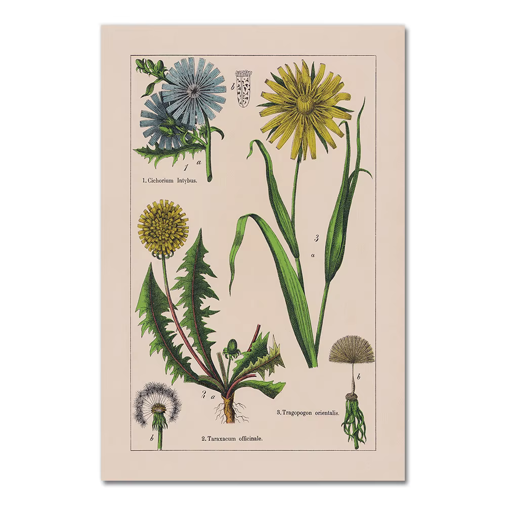 Affiches et impressions d'herbes botArabes vintage, décoration murale pour la maison, peinture sur t