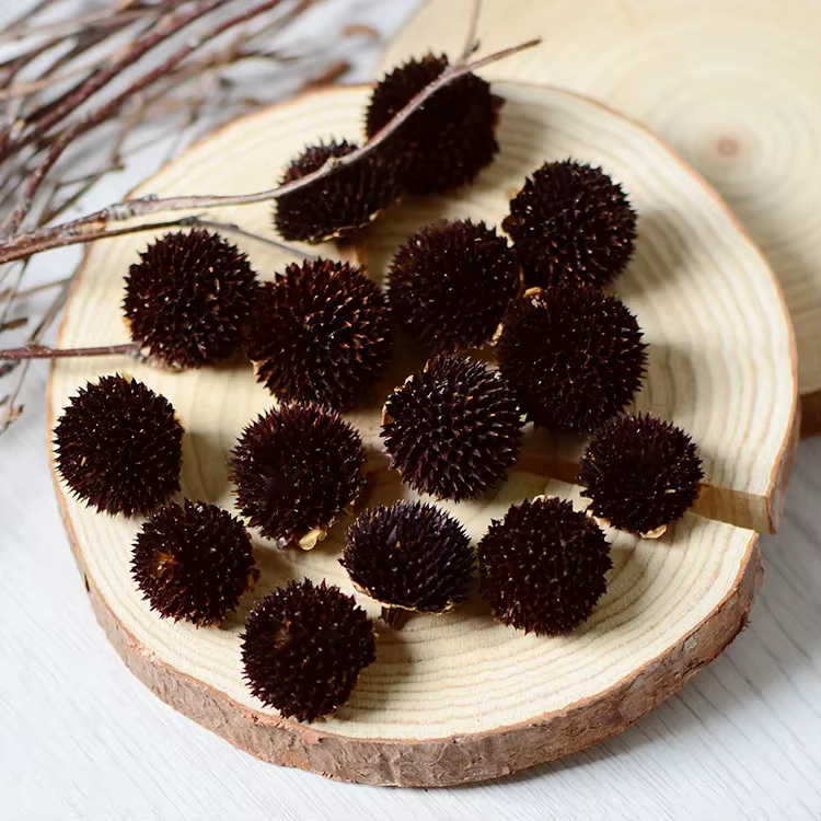 Tête de fleur hybride Rudbeckia séchée naturelle, 50 pièces, accessoires de décoration de maison pou